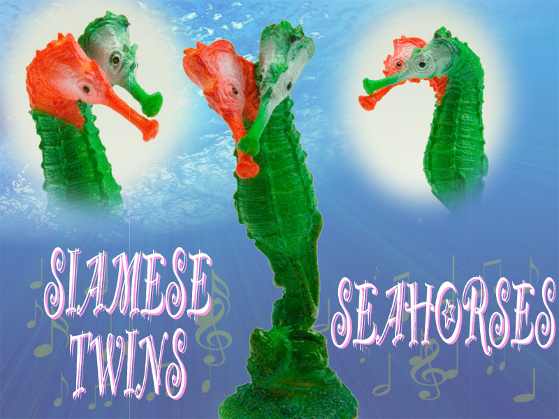 Siamese twins seahorses