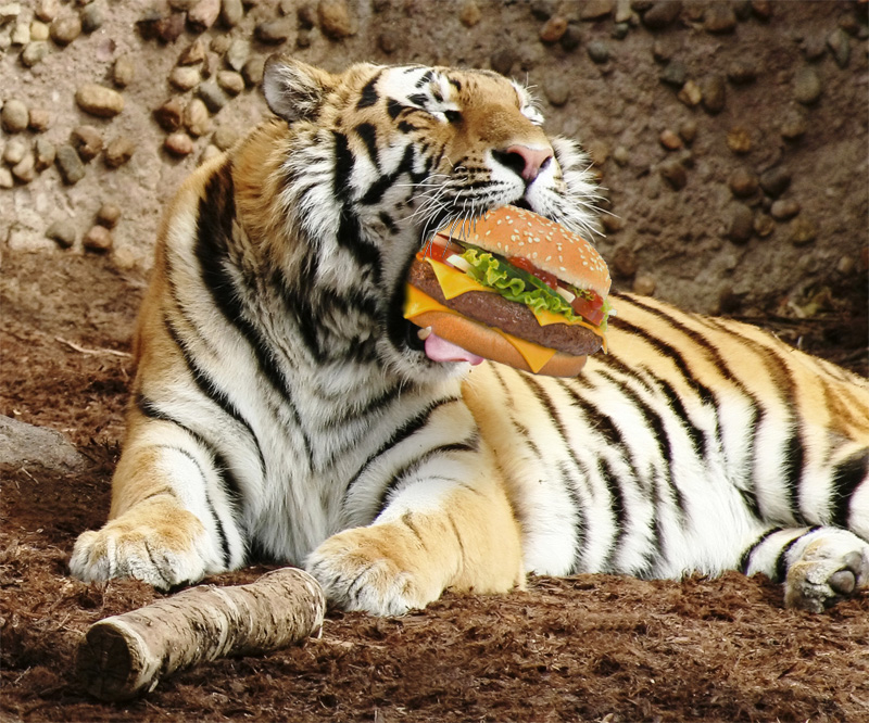 tiger hamburger