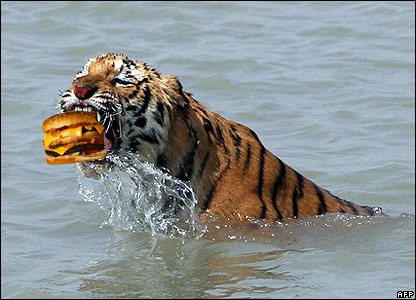 tiger burger