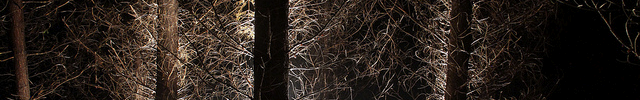 creepy_trees